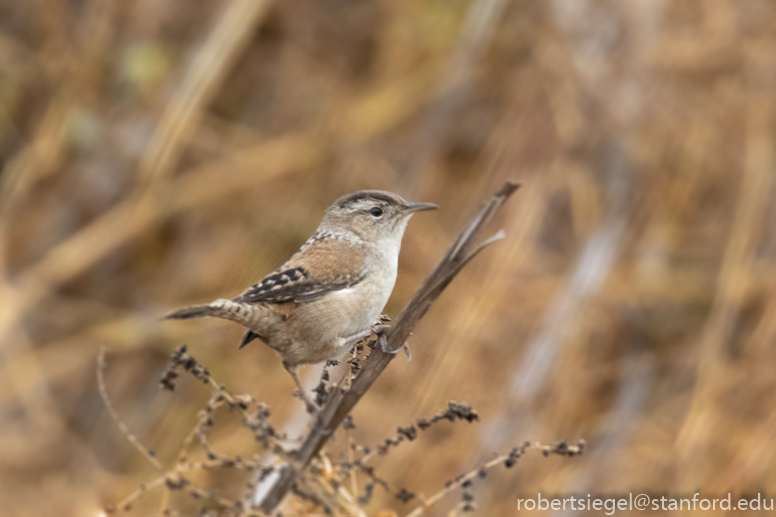 palo alto baylands